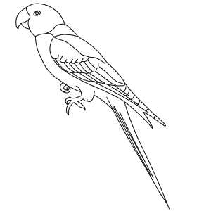How To Draw a Carolina Parakeet - Step-By-Step Tutorial