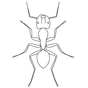 How To Draw a Carpenter Ant - Step-By-Step Tutorial
