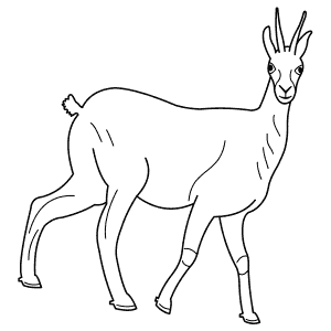 How To Draw a Chamois - Step-By-Step Tutorial