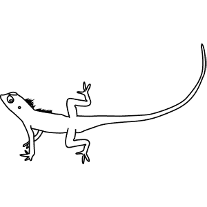 How To Draw a Changeable Lizard - Step-By-Step Tutorial