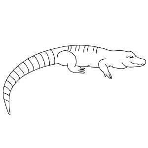 How To Draw a Chinese Alligator - Step-By-Step Tutorial