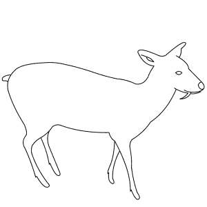 How To Draw a Chinese Water Deer - Step-By-Step Tutorial