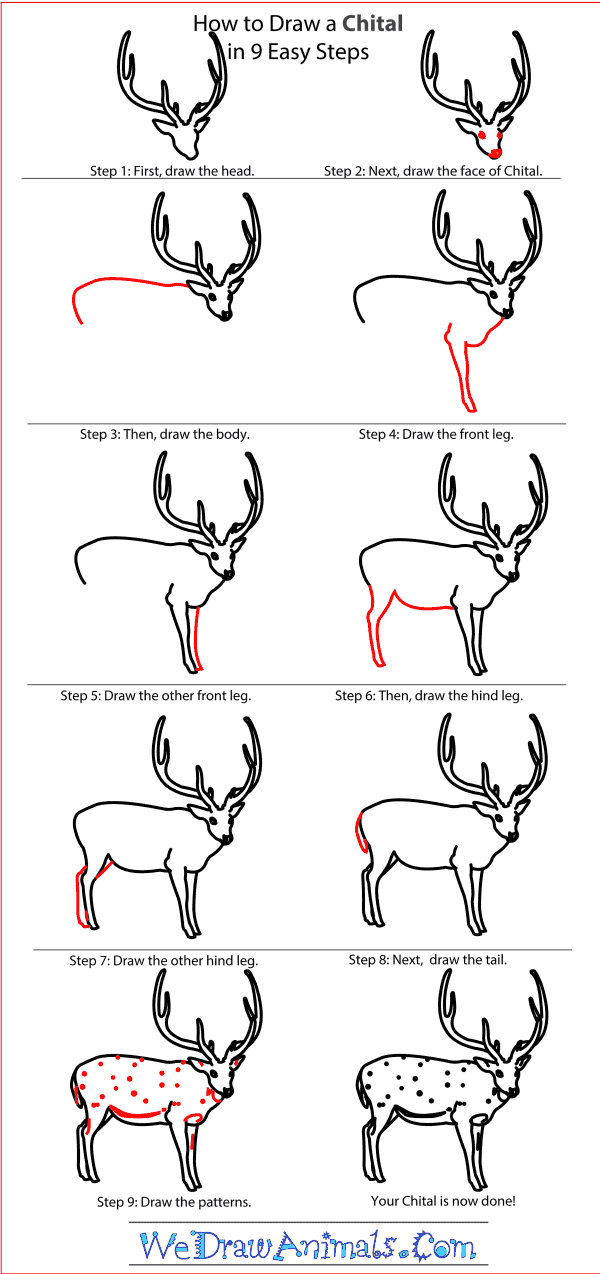 How to Draw a Chital - Step-by-Step Tutorial