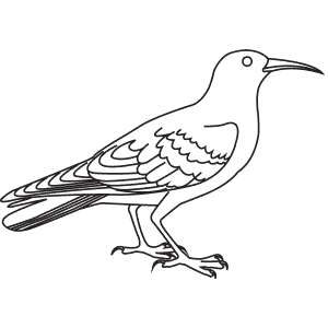 How To Draw a Chough - Step-By-Step Tutorial