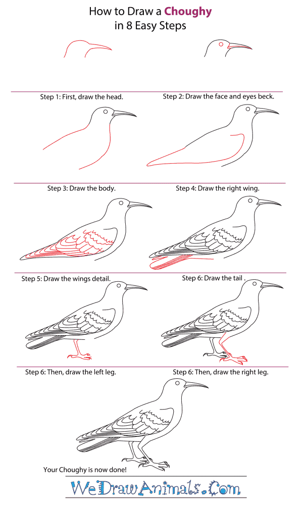 How to Draw a Chough - Step-by-Step Tutorial