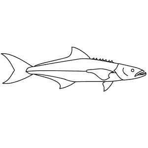 How To Draw a Cobia - Step-By-Step Tutorial