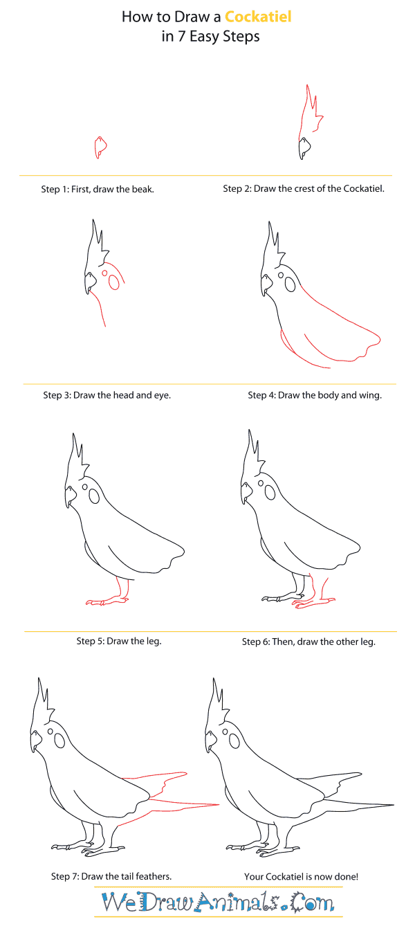 How to Draw a Cockatiel - Step-By-Step Tutorial