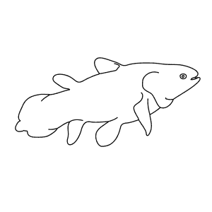 How To Draw a Coelacanth - Step-By-Step Tutorial