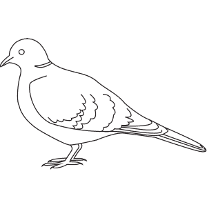 How To Draw a Collared Dove - Step-By-Step Tutorial