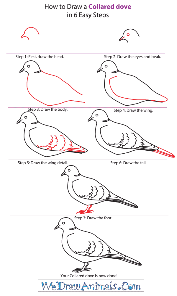 How to Draw a Collared Dove - Step-by-Step Tutorial