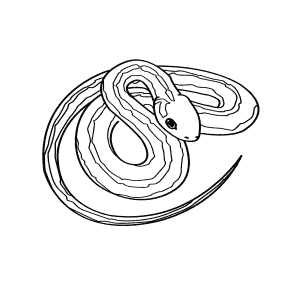 How To Draw a Common Garter Snake - Step-By-Step Tutorial