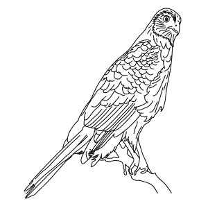 How To Draw a Cooper'S Hawk - Step-By-Step Tutorial