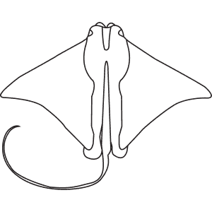 How To Draw a Cownose Ray - Step-By-Step Tutorial