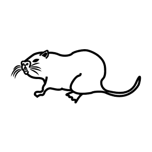 How To Draw a Coypu - Step-By-Step Tutorial