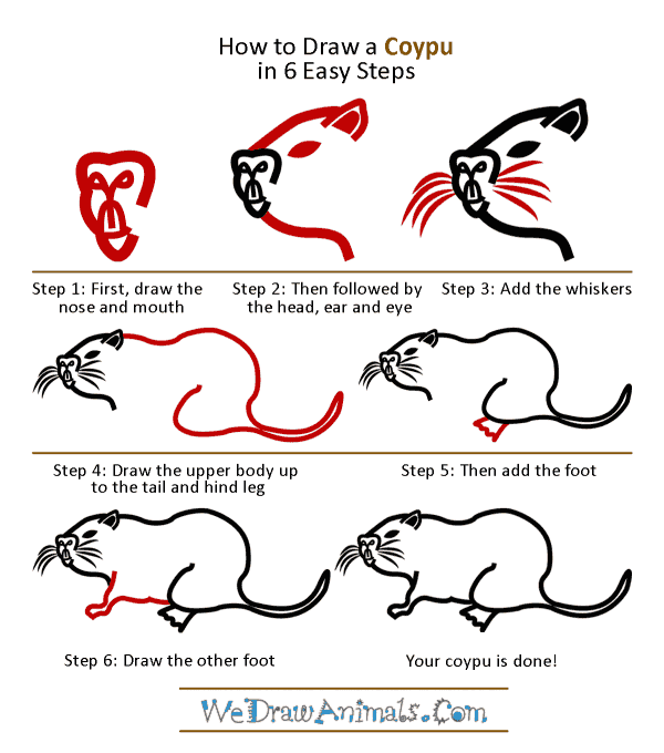 How to Draw a Coypu - Step-by-Step Tutorial
