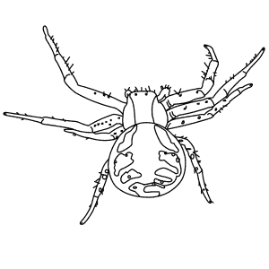 How To Draw a Crab Spider - Step-By-Step Tutorial