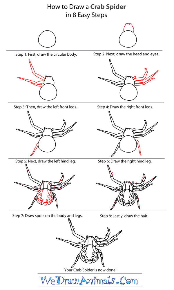 How to Draw a Crab Spider - Step-By-Step Tutorial