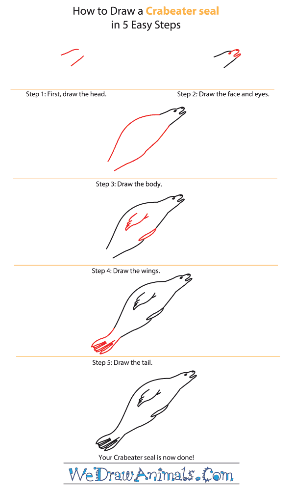 How to Draw a Crabeater Seal - Step-by-Step Tutorial