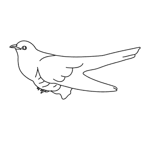 How To Draw a Cuckoo - Step-By-Step Tutorial