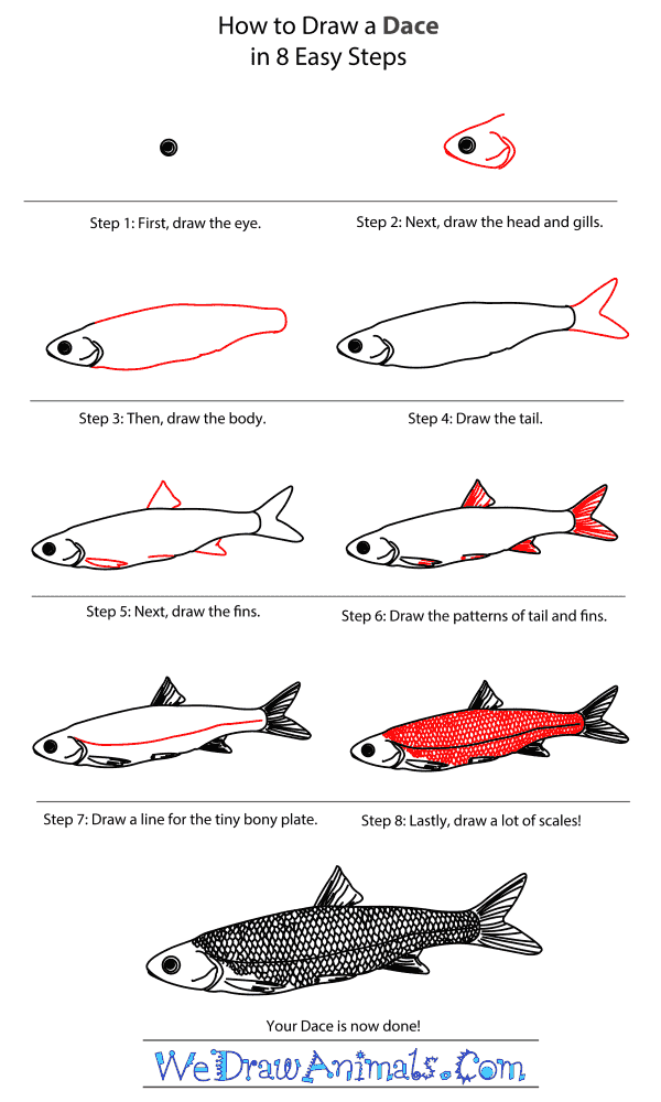 How to Draw a Dace - Step-By-Step Tutorial