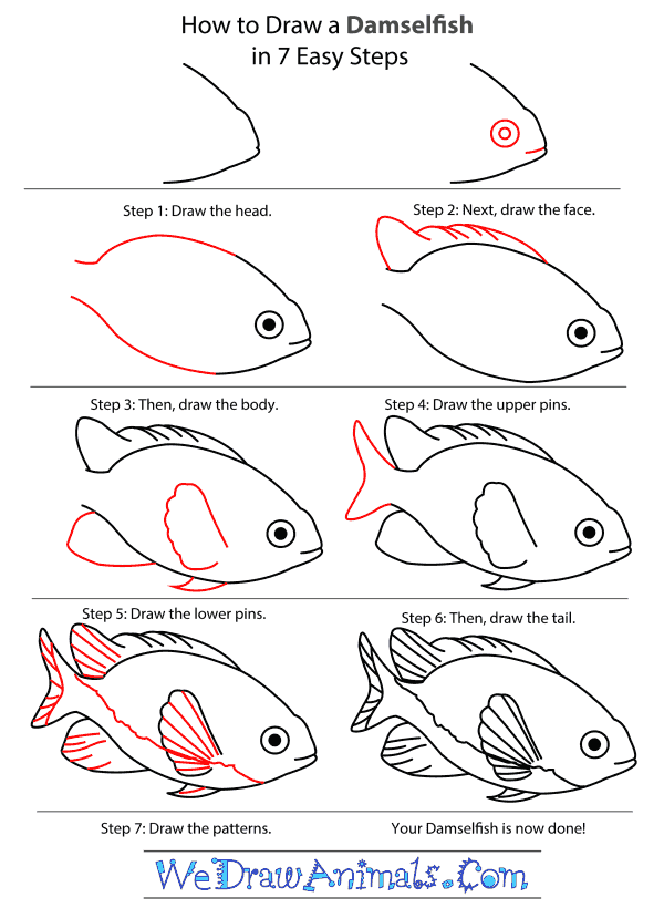 How to Draw a Damselfish - Step-by-Step Tutorial