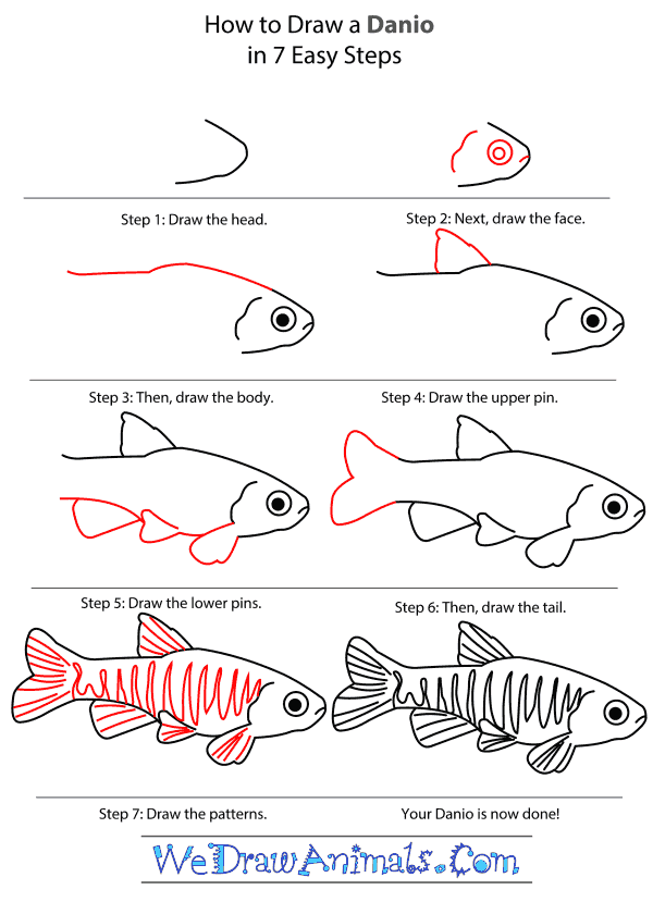 How to Draw a Danio - Step-by-Step Tutorial