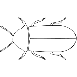 How To Draw a Death Watch Beetle - Step-By-Step Tutorial