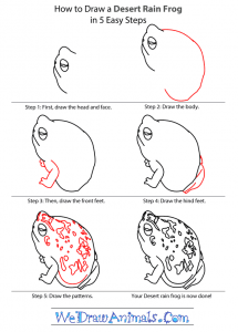 How to Draw a Desert Rain Frog