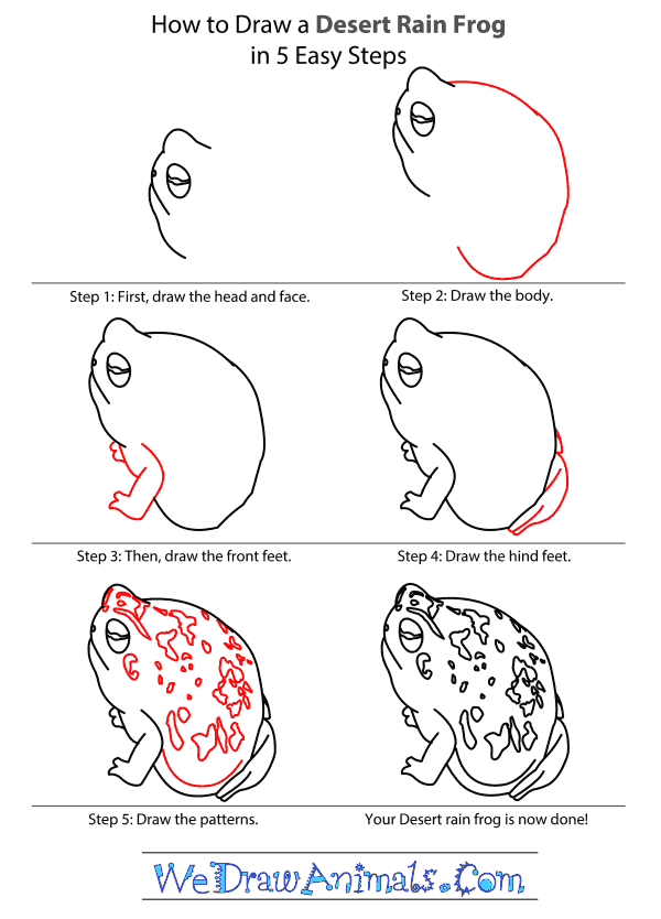 How to Draw a Desert Rain Frog - Step-By-Step Tutorial