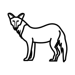 How To Draw a Dhole - Step-By-Step Tutorial