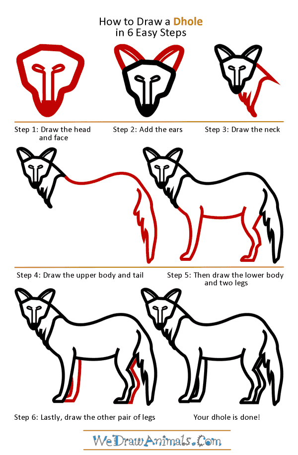 How to Draw a Dhole - Step-by-Step Tutorial