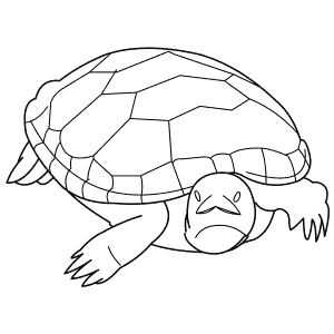 How To Draw a Diamondback Terrapin - Step-By-Step Tutorial