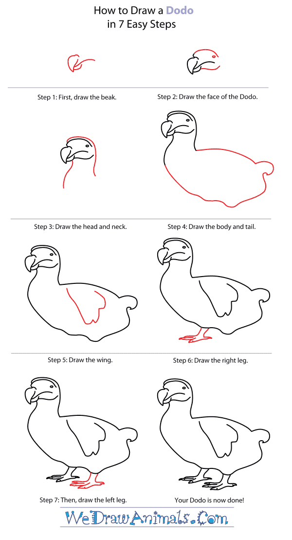 How to Draw a Dodo - Step-By-Step Tutorial
