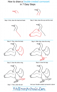 How to Draw a Double-Crested Cormorant