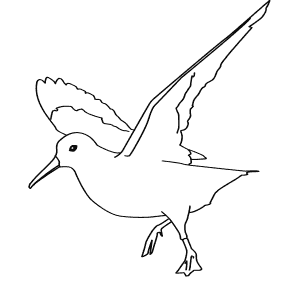 How To Draw a Dunlin - Step-By-Step Tutorial