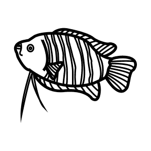 How To Draw a Dwarf Gourami - Step-By-Step Tutorial