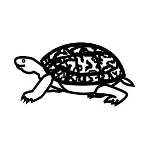 How To Draw an Eastern Box Turtle - Step-By-Step Tutorial