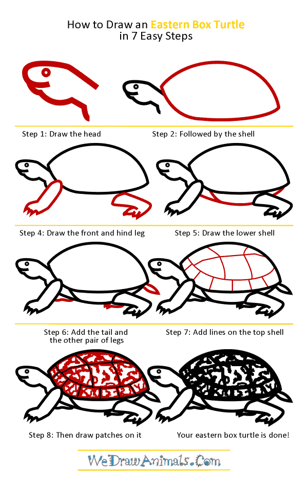 How to Draw an Eastern Box Turtle - Step-by-Step Tutorial