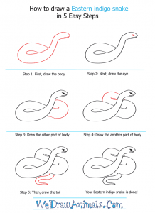 How to Draw an Eastern Indigo Snake