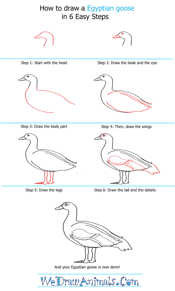 How to Draw an Egyptian Goose - Step-by-Step Tutorial