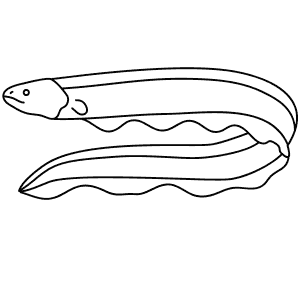 How To Draw an Electric Eel - Step-By-Step Tutorial