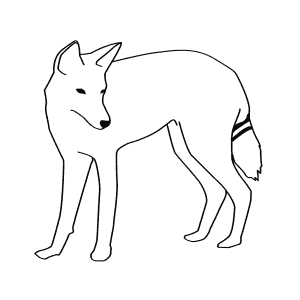 How To Draw an Ethiopian Wolf - Step-By-Step Tutorial