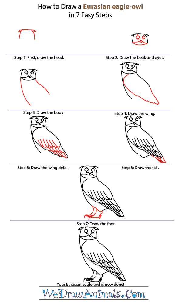 How to Draw a Eurasian Eagle-Owl - Step-by-Step Tutorial