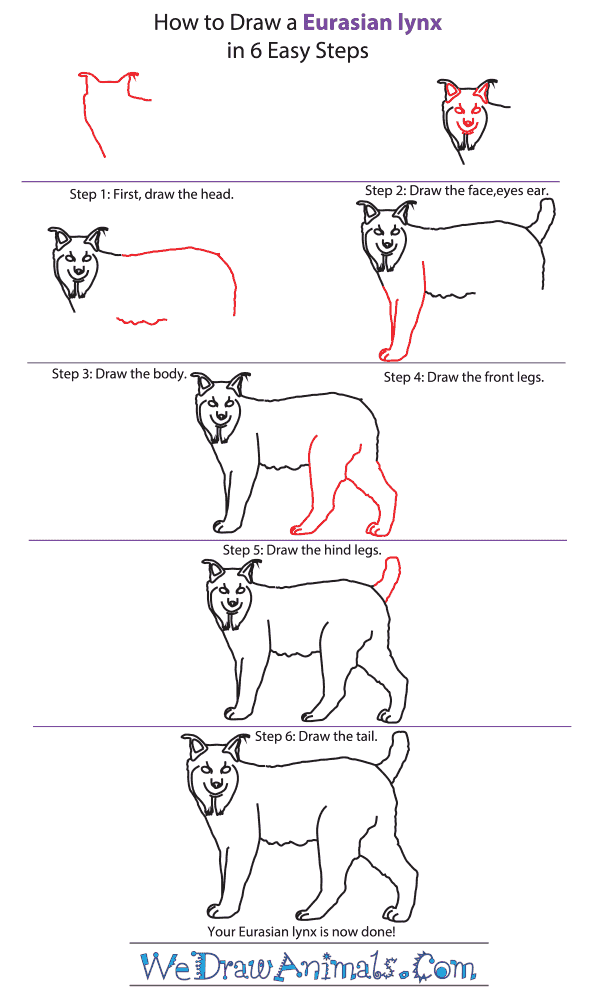 How to Draw a Eurasian Lynx - Step-by-Step Tutorial
