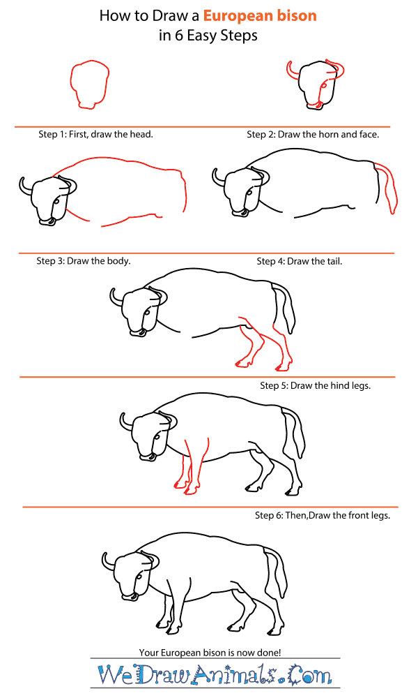 How to Draw a European Bison - Step-by-Step Tutorial