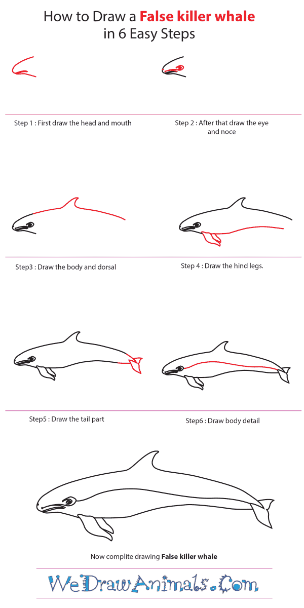 How to Draw a False Killer Whale - Step-by-Step Tutorial