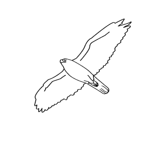 How To Draw a Ferruginous Hawk - Step-By-Step Tutorial