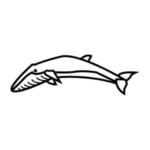 How To Draw a Fin Whale - Step-By-Step Tutorial