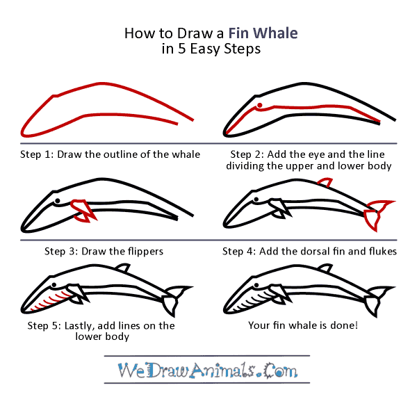 How to Draw a Fin Whale - Step-by-Step Tutorial