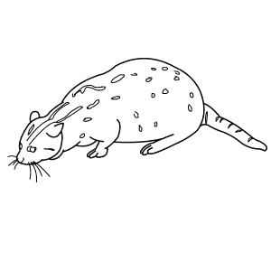 How To Draw a Fishing Cat - Step-By-Step Tutorial